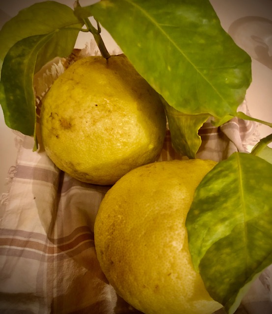 Zwei Cedro Zitronen mit Blättern auf einem Küchentuch.