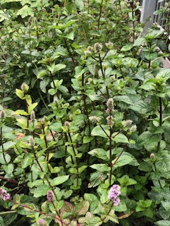 Duftende marokkanische Minze kurz vor der Blüte bereit für einen aromatischen Minztee mit Schafgarbe.