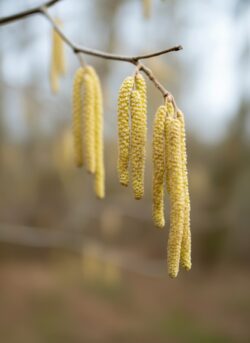 Frühlingserwachen bei Pfannen Harecker: Blühende Haselnusszweige als Vorbote für frische, saisonale Rezeptideen.