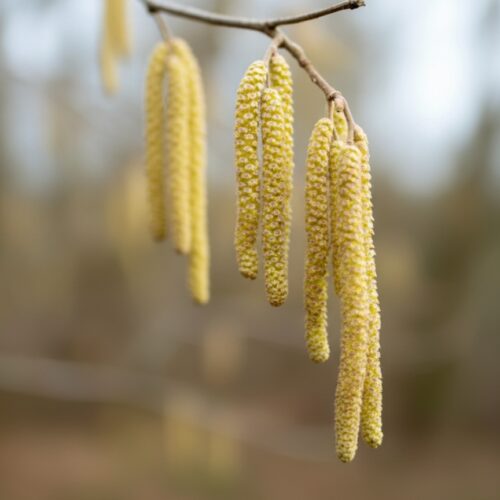 Frühlingserwachen bei Pfannen Harecker: Blühende Haselnusszweige als Vorbote für frische, saisonale Rezeptideen.